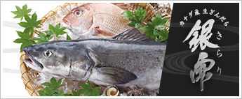 Fresh Farmed Sablefish from Canada, “Kirari”