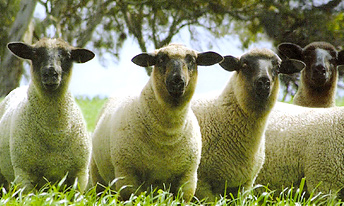 F2 Lambs